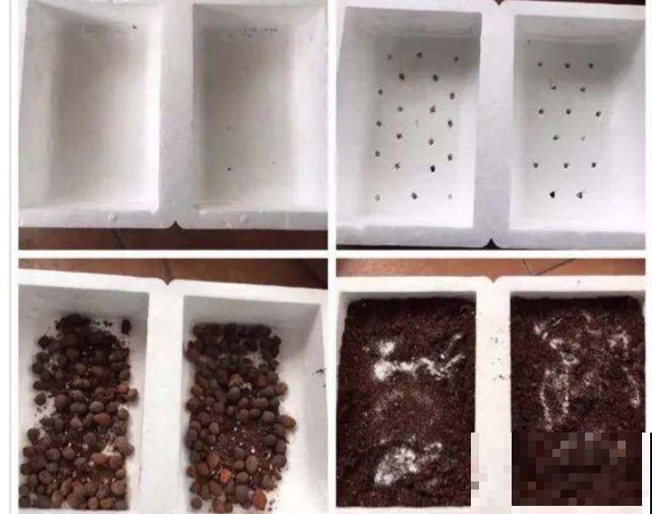 旧筷子先别扔，这样绑一绑，拿来养花有大用处！