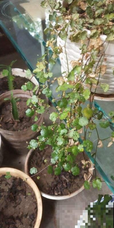 你家兰花总是养不好，可能就是缺了这种护盆草，抗旱还抗寒！