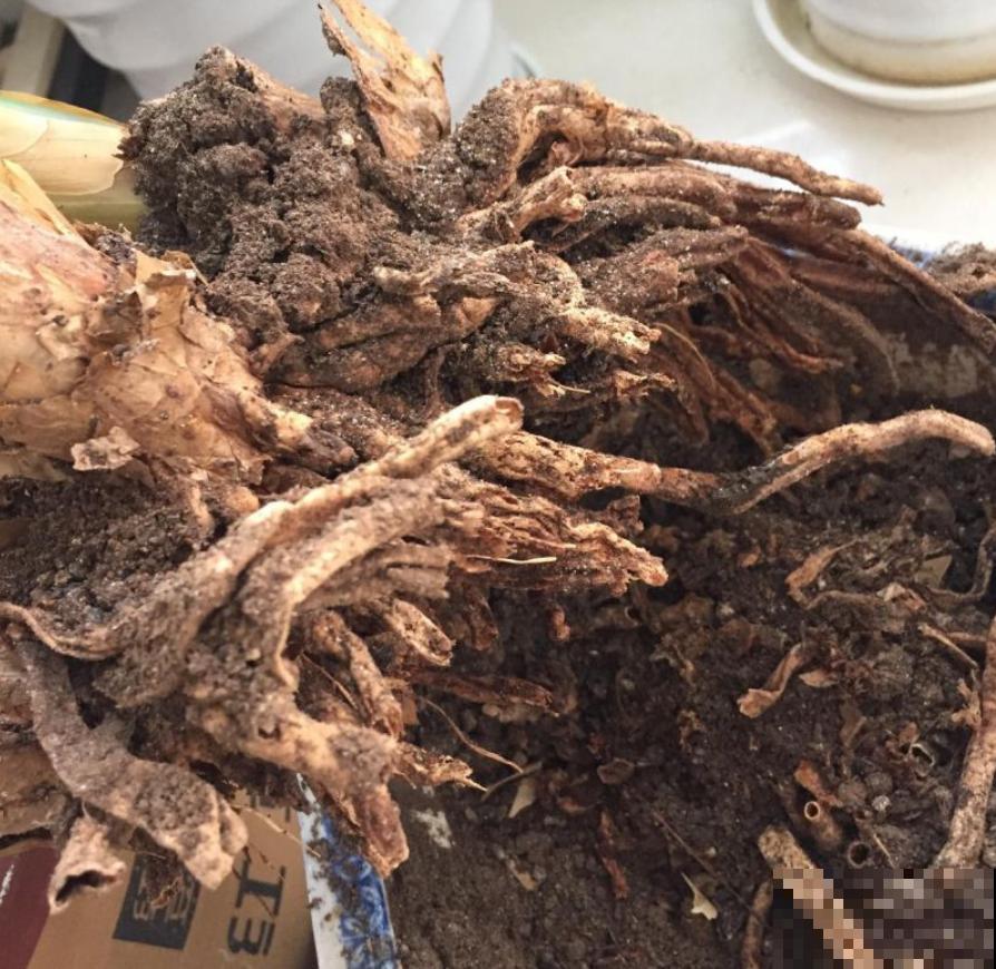 这种土继续用，小心接着烂根，被怪没提醒！