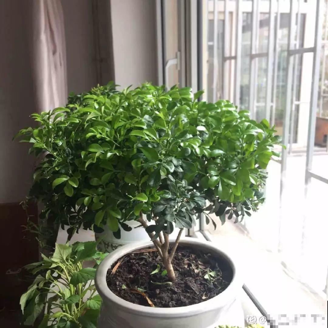 立冬了，米兰要赶紧搬屋里，晚了会掉光叶子！