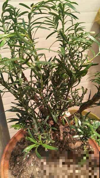 红豆杉养着养着就秃了咋整？老花农传授一招，几周就重新绿到发光