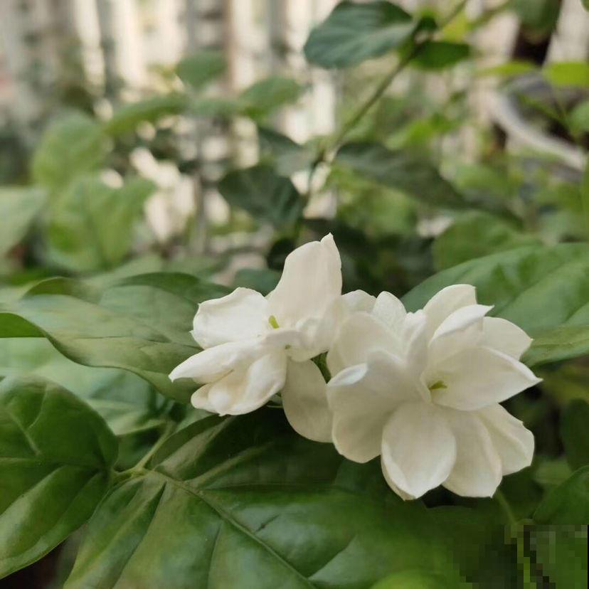 茉莉叶子逐渐变少，可能是这1点导致的，千万不要忽视