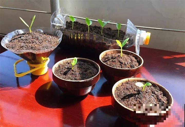 旧筷子先别扔，这样绑一绑，拿来养花有大用处！