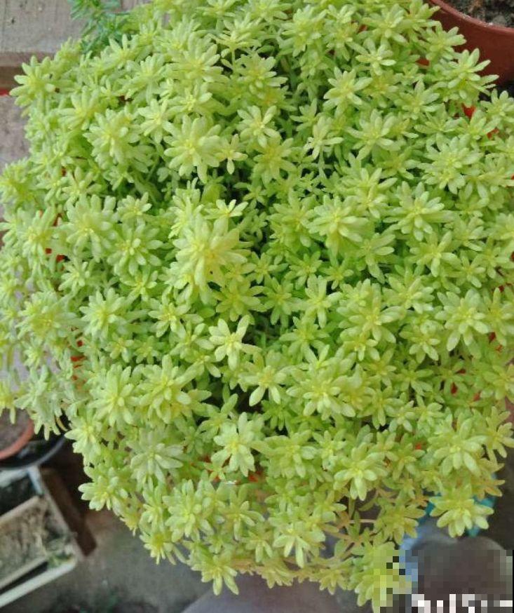 别人玉缀一盆栽5棵，而你就栽一棵，就这样还想爆盆？