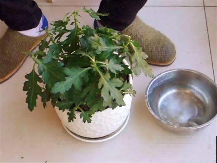 5种花开完赶紧剪一刀，10天一勺肥，还能再开2、3次！