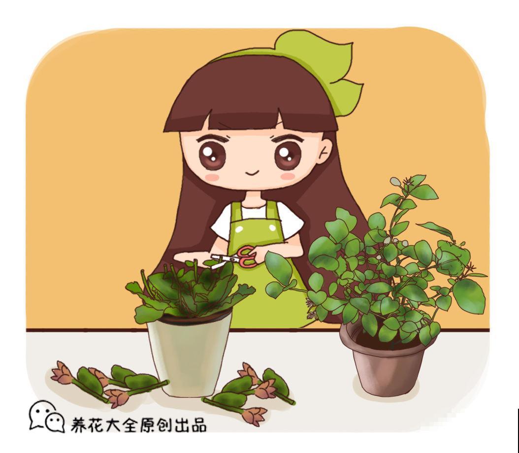 家里有盆茉莉花，邻居大妈说秋天不能换盆，吓得我赶紧去咨询老农