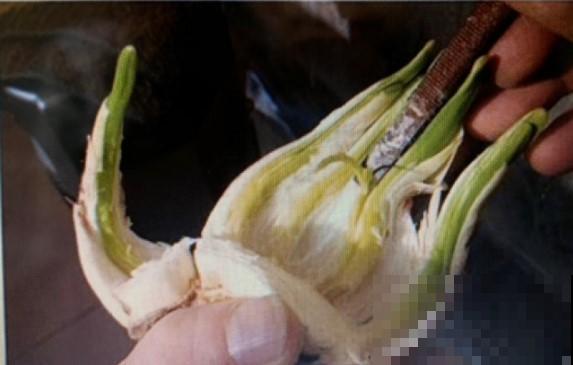 原来水仙花还能这样玩，养一个月，叶子就能长老高！