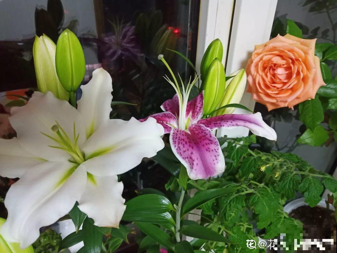 这花开败后，别着急剪叶子，小心明年不开花！