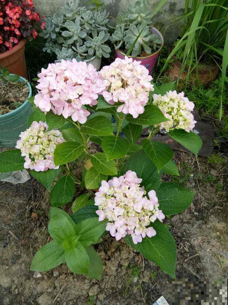夏天过去，这些绣球花还可以种，开花爆盆成瀑布，让别人眼馋去吧