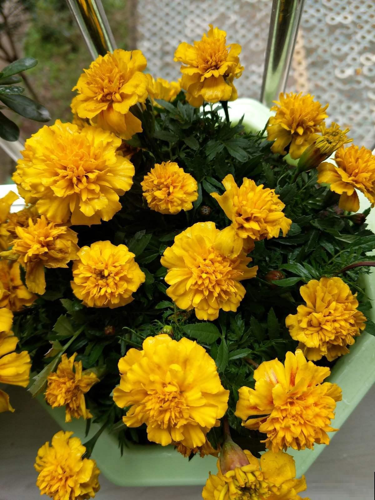 这花可真抗冻，从现在一只开到明年春，播种60多天就开花！