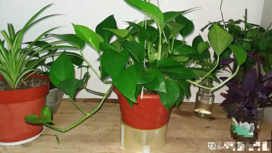 3种花，就得趁现在扦插，再晚就不生根了！