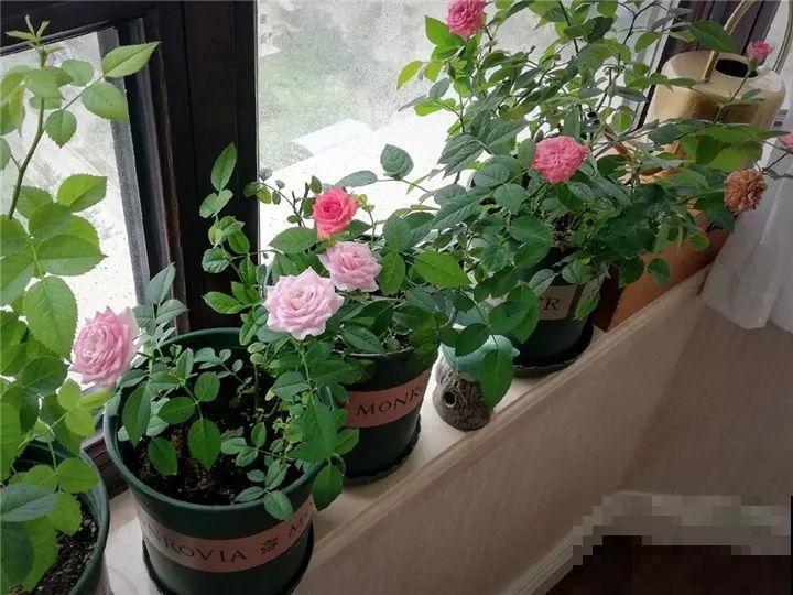 11月逛花市，这10种花还是别买了，养不活浪费钱！