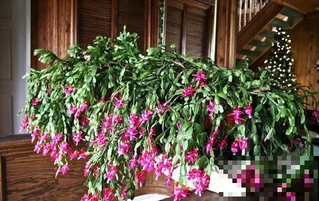 这8种花，养养就成巨无霸，3个大汉都搬不动！
