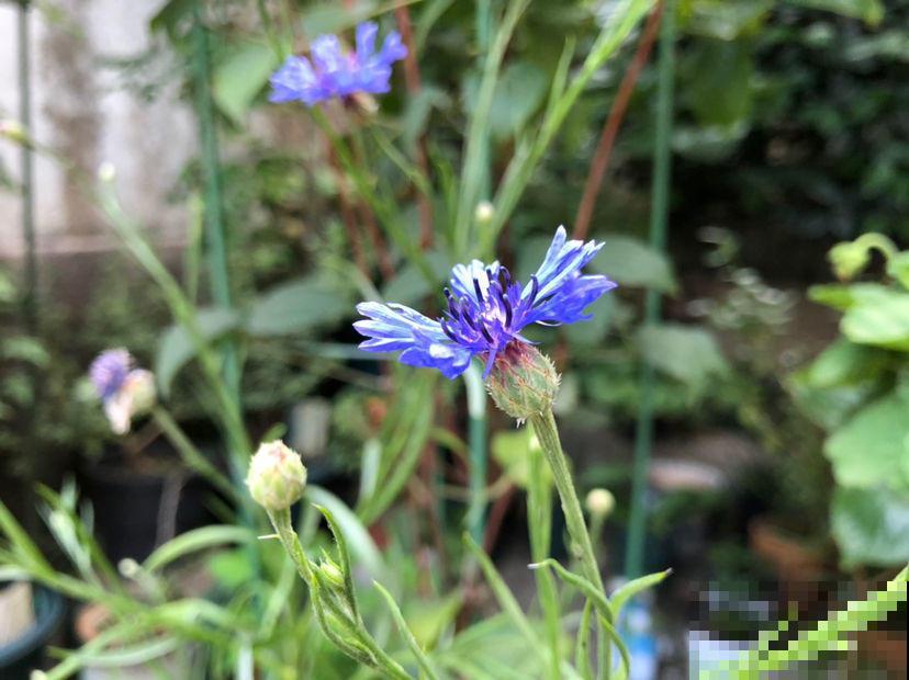 蓝色的菊花真好看，优雅大气，忍不住想养一盆！