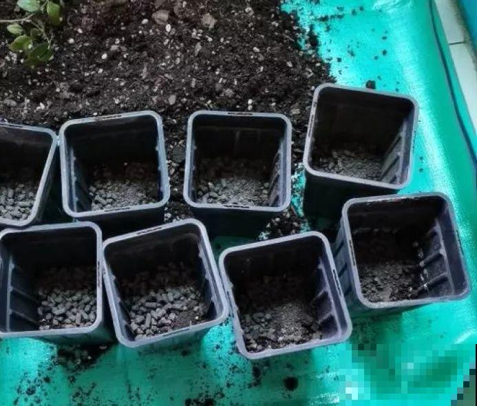 4种花太贵别买了，掐个枝就能活，能省不少买花钱！