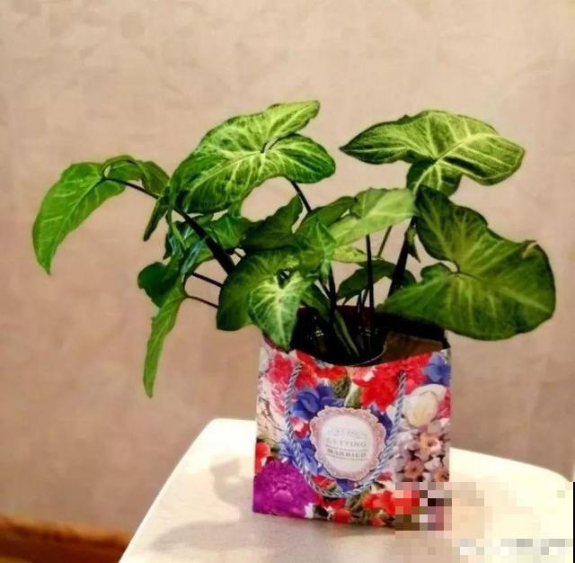 秋冬最好养的花，剪1根枝能插10盆，别再花钱买了！