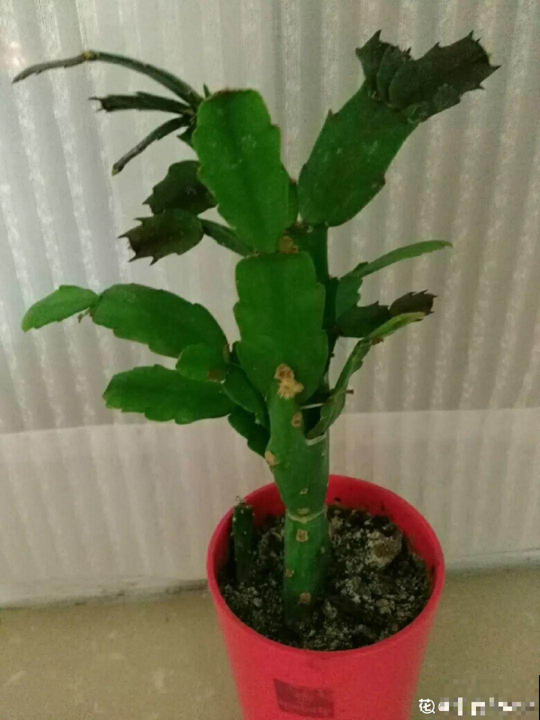 适合冬天养的10种兰花，能一直开到过年，颜值超高有气质！