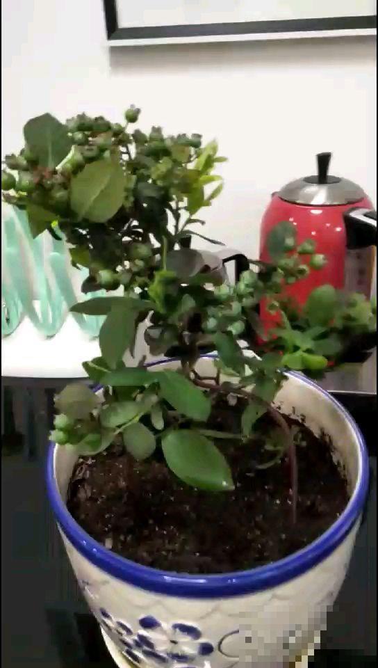 自己种蓝莓，花期多晒晒太阳，结出的果实又大又甜