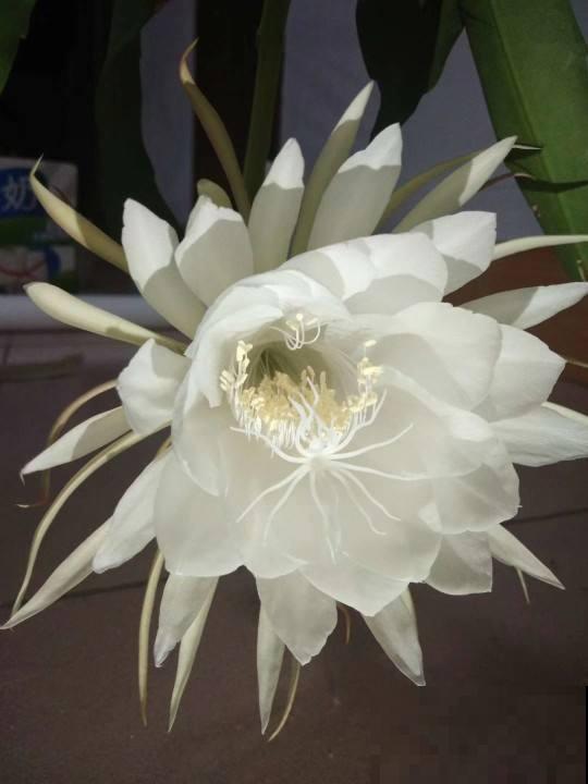 常见的香水花，选对了品种可以当香水用，一举两得