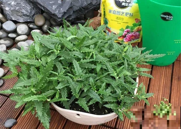 巴掌大的防盗窗，养它能开好几个月，个个爆盆成大花球！