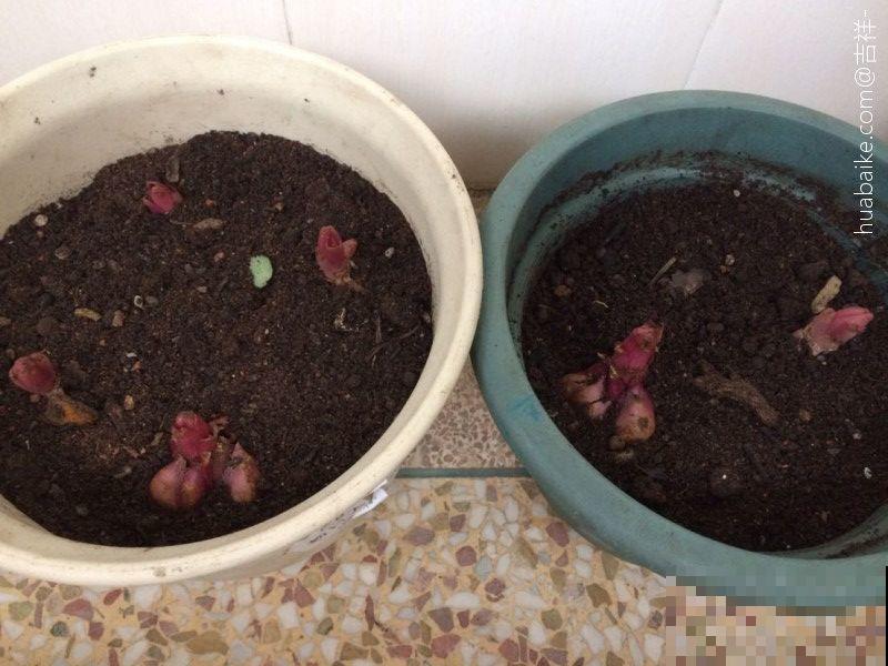 这花开败后，别着急剪叶子，小心明年不开花！