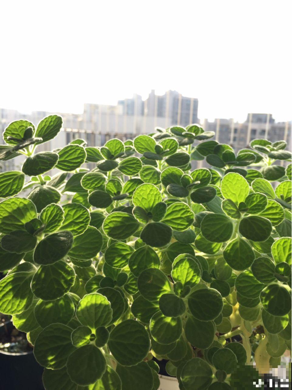 5种花别喷水，一喷叶子就发黄，小心3天掉成光杆！
