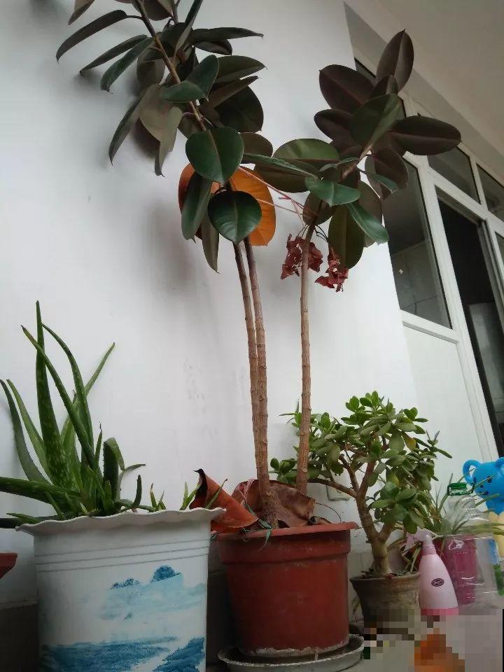 长寿花养出大粗枝，一年到头不窜芽，别等了，赶紧剪！