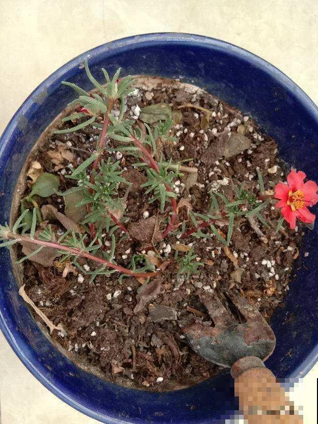 秋天在阳台养花，这样自己制作肥料，不花钱就能把植物养爆盆