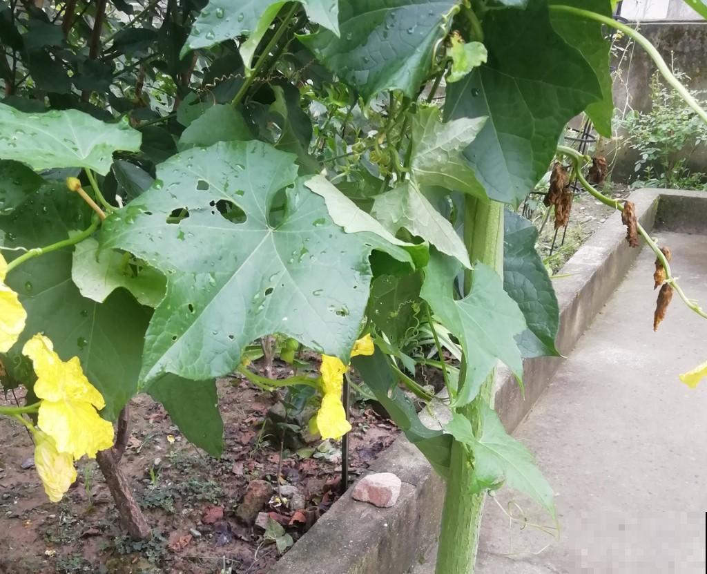 没有蔬菜吃，种点丝瓜，还能刷东西！