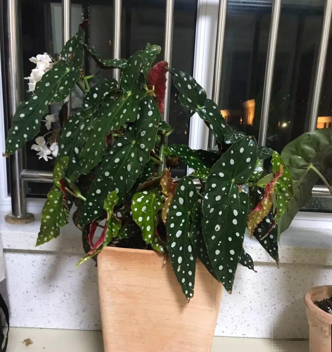 20种耐阴花，比绿萝好养，摆客厅名贵又有范儿！