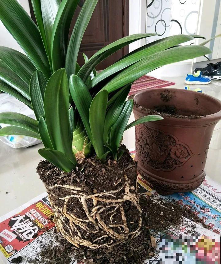 3种花爱吃油，秋天土里埋一勺，比施肥还管用！
