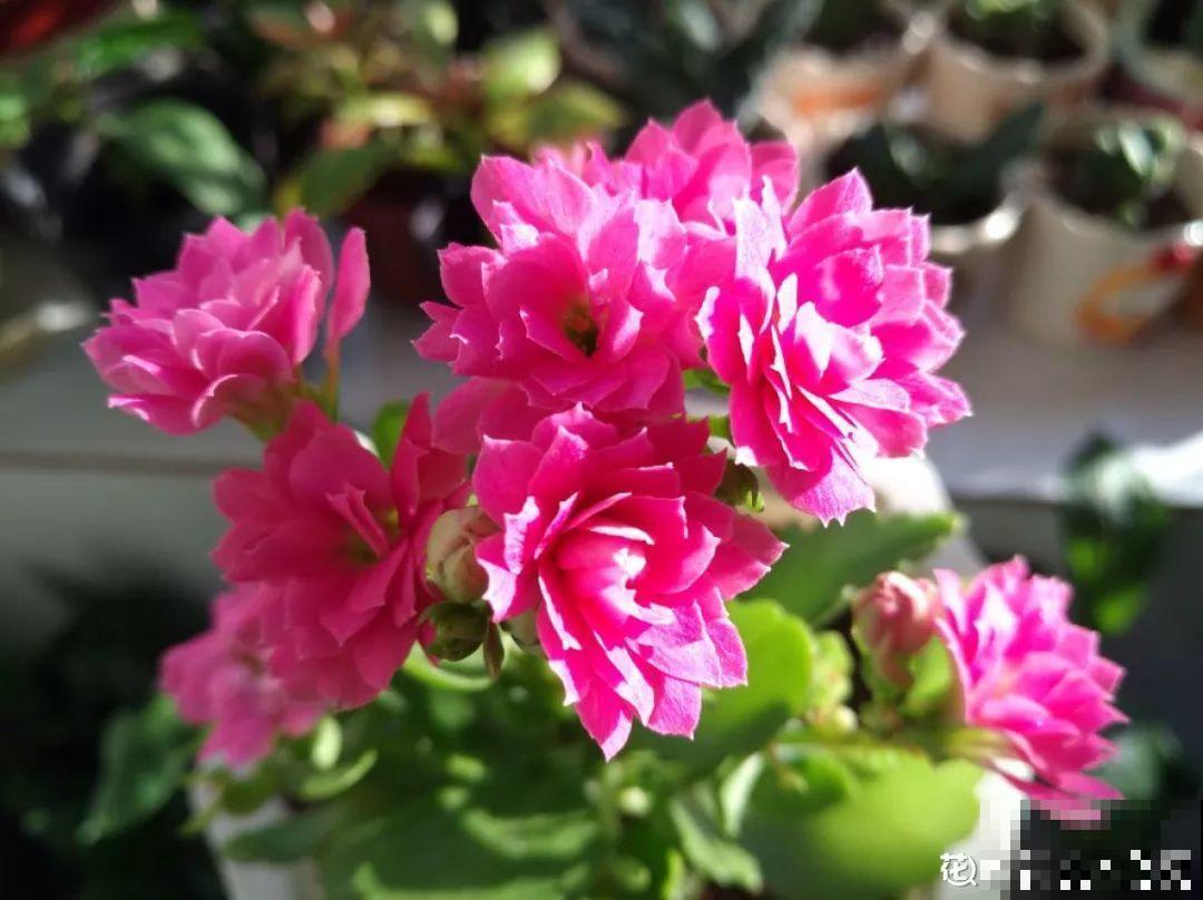 花市里猫腻多，碰见这10种花，再便宜也别买！