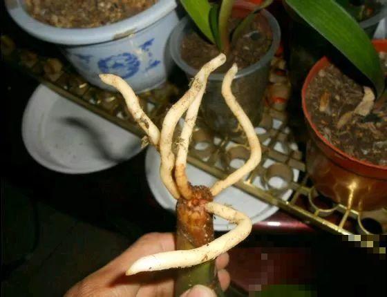 8种花秋冬要穷养，水一多就烂根，再不救只剩空盆！