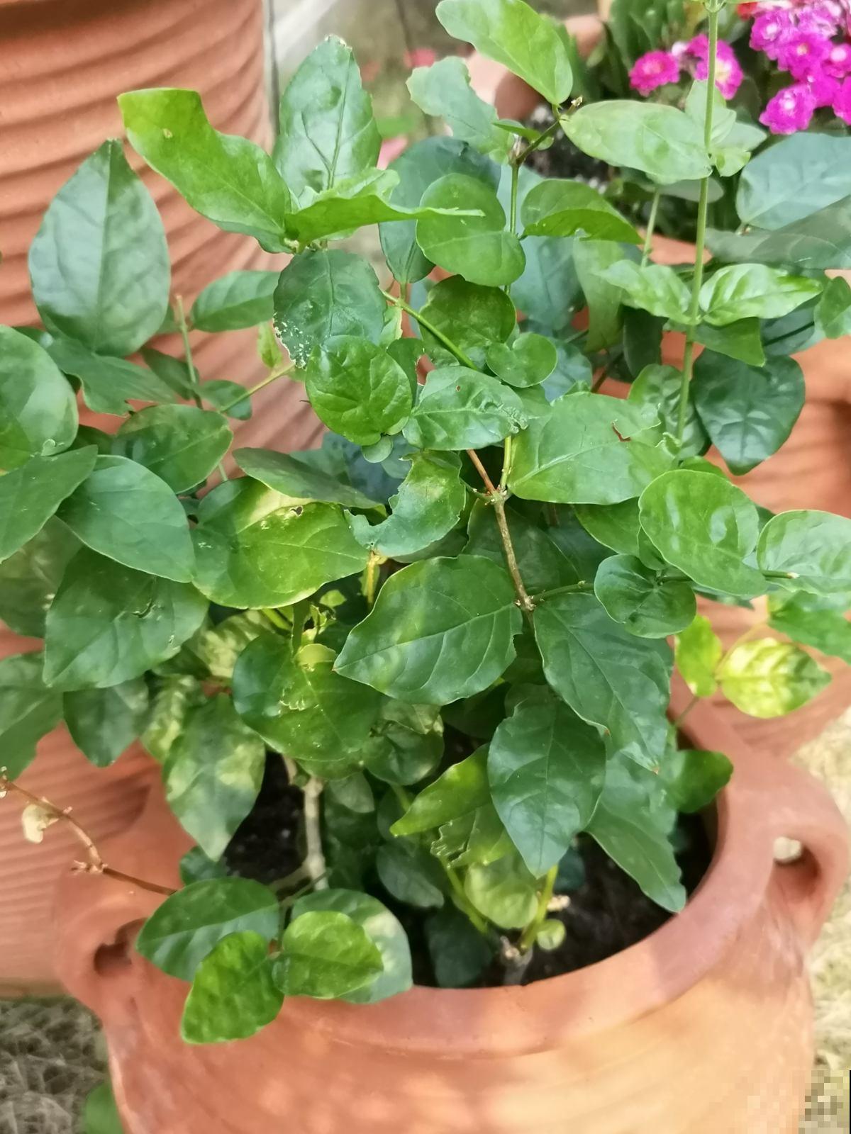 家里有盆茉莉花，邻居大妈说秋天不能换盆，吓得我赶紧去咨询老农