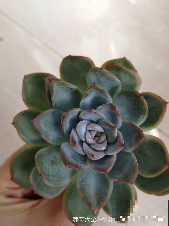 这几种多肉白送都不要，养不活还浪费钱，真坑！