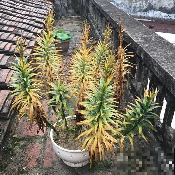 开败的百合这样一处理，能长一缸的小球，花盆都不够用！