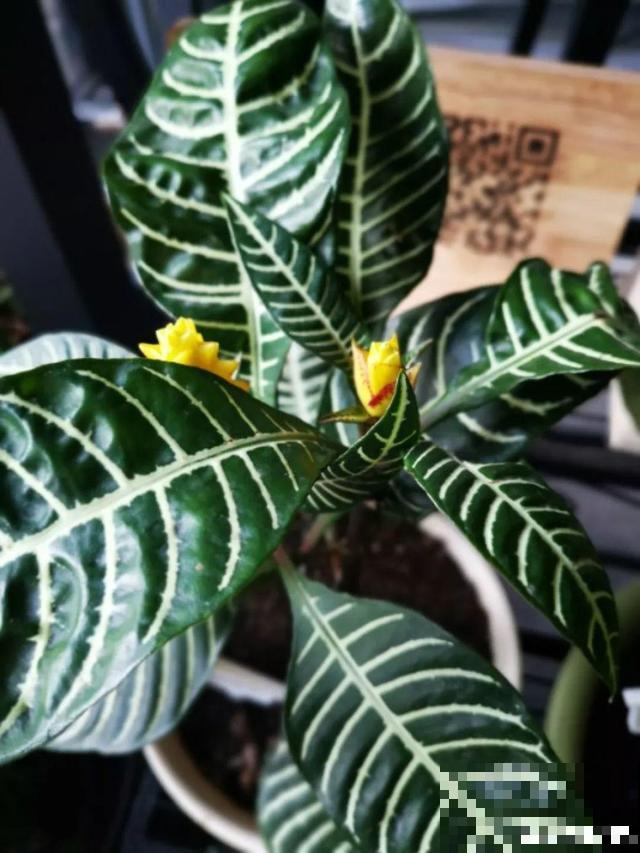 4种超耐阴的花，放客厅叶子红彤彤，有格调上档次！