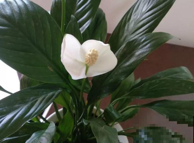 8种花秋冬要穷养，水一多就烂根，再不救只剩空盆！