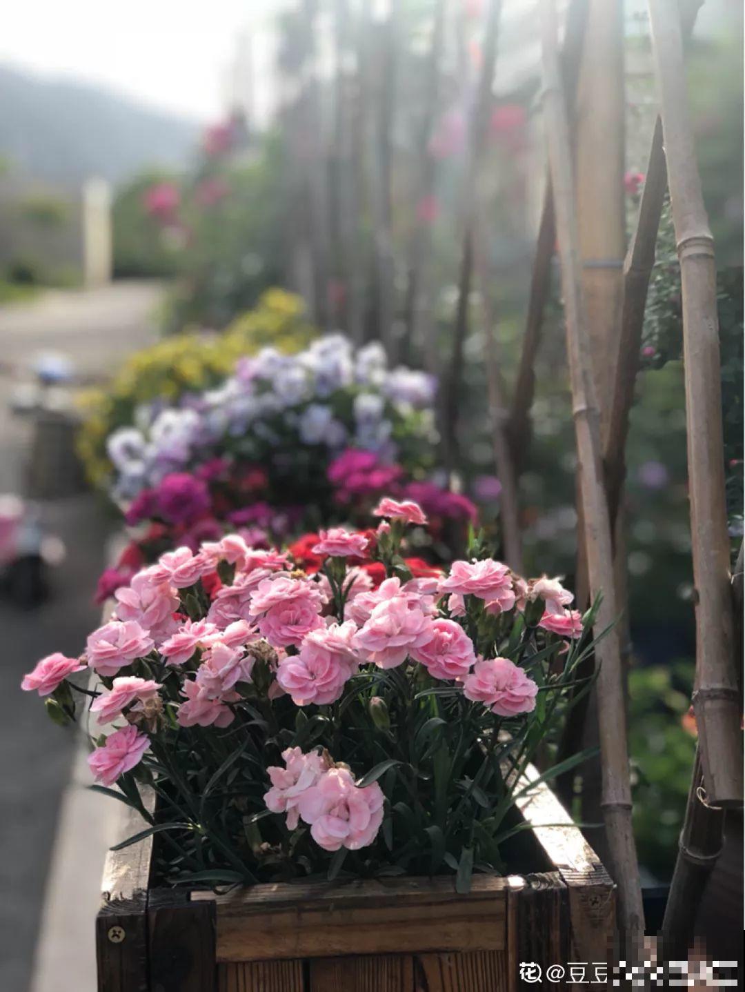 不同季节种不一样的花，这样的院子，才是我心中的世外桃源！