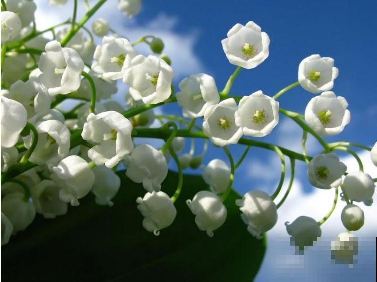 这花不给阳光也能长，开花小小的，一株就爆盆！