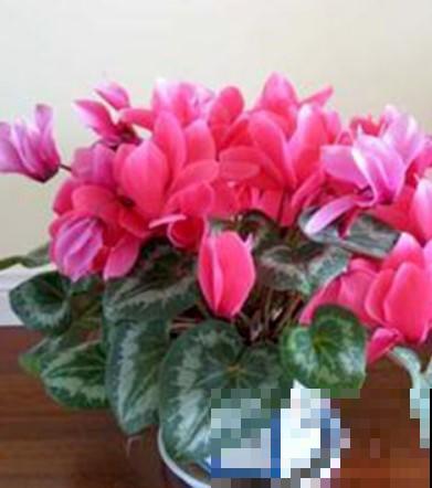 这4种花最好养，轻松爆盆，年年都能够开花！