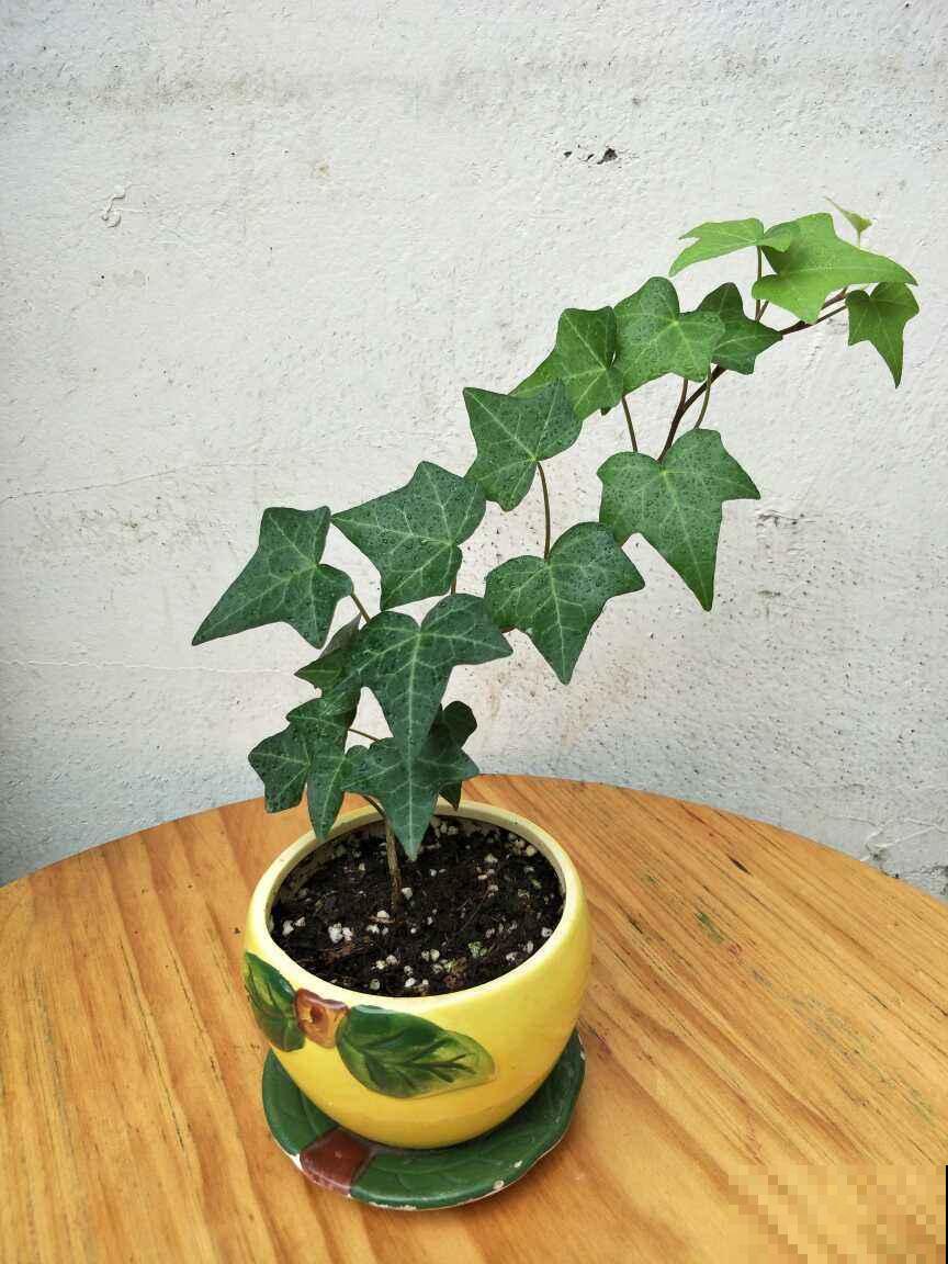 想美化环境，就选这几种植物，垂下来太美了！
