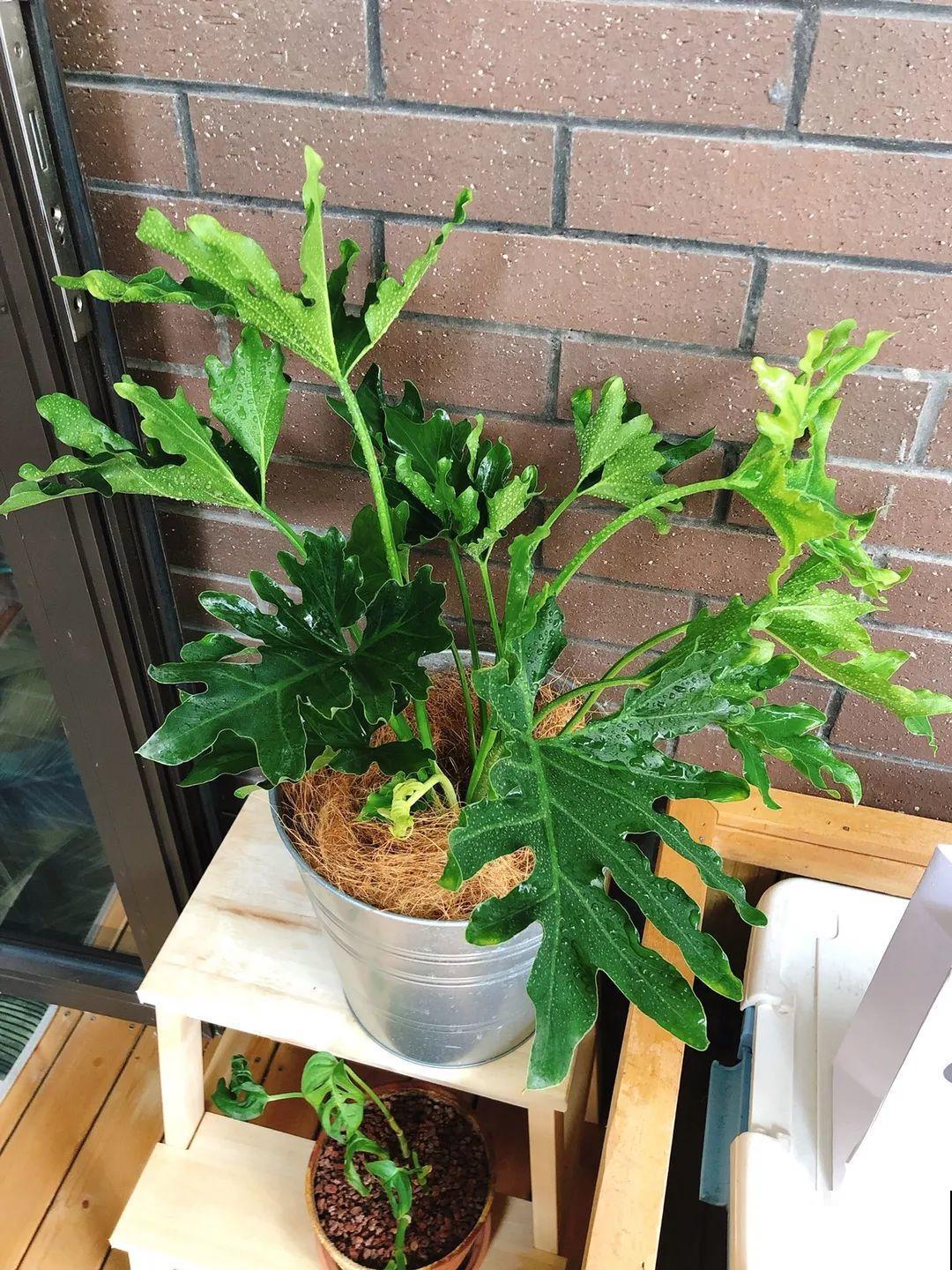 20种耐阴花，比绿萝好养，摆客厅名贵又有范儿！