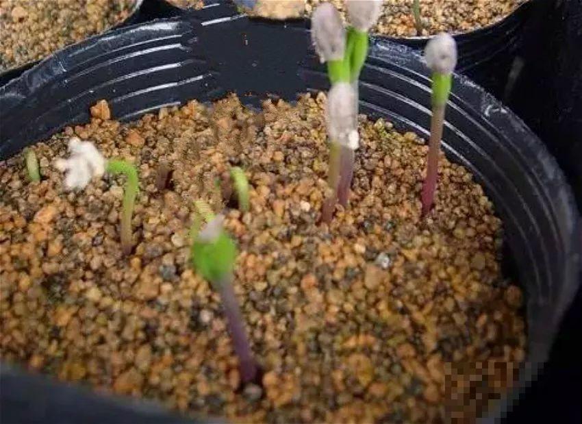 这2种盆景很值钱，不用买，一粒种子就能种出来！