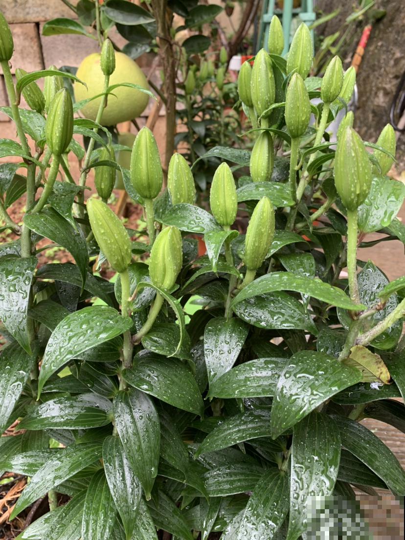 小李买了一盆“百合花”，谁知开花却离奇变种，这鬼伎俩不得不知