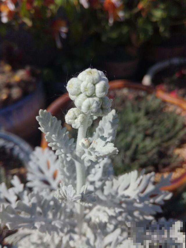 养几盆铁线蕨，放在家里观赏，看起来比花还有格调