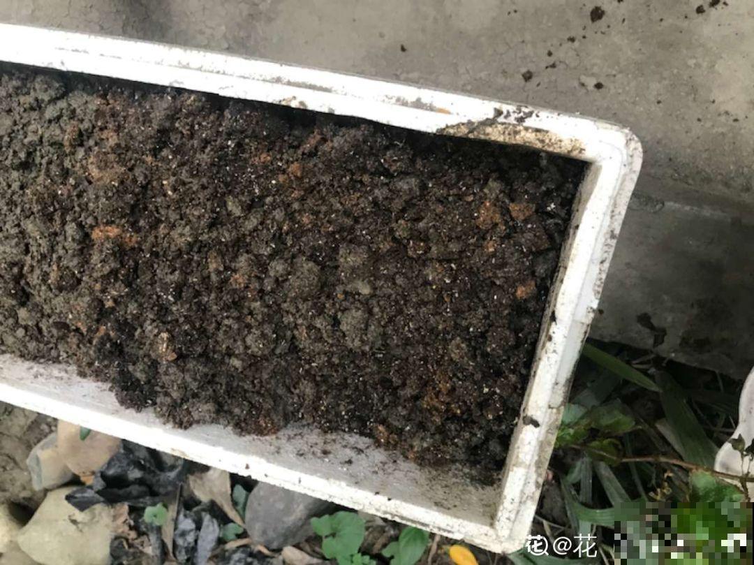 这花一开就是半年，阳光晒一晒，颜色鲜艳像打了蜡！