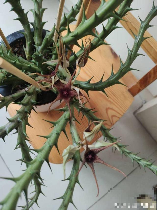 家里养了这花，满屋子都是臭味，真想连盆都给扔掉！