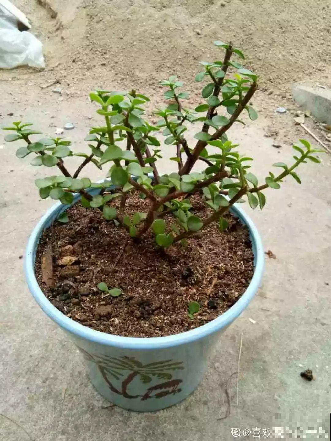 2块钱的多肉苗，随便养养，1个月长成老桩！