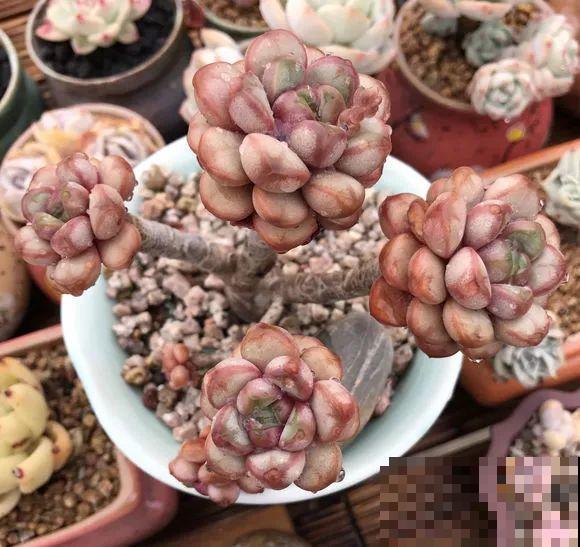 爱上多肉8年，她付出了所有，数量多到可以摆满整个天台！